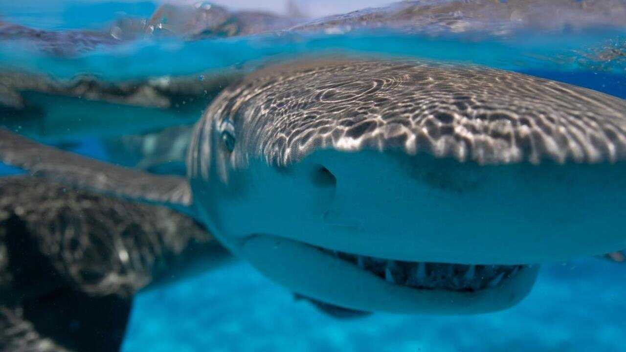 Requin - Le mangeur de sable 0