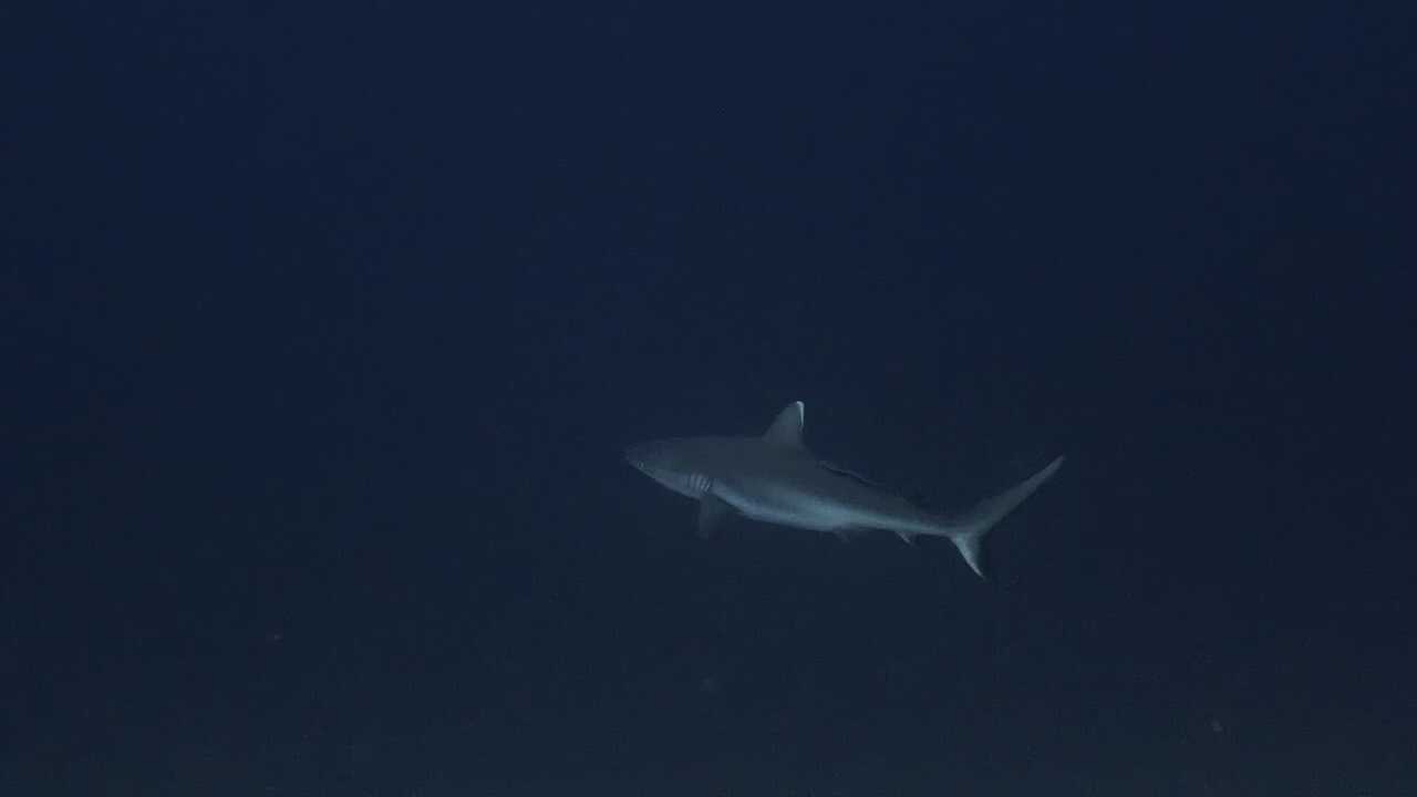 Sharks: Predators of the Deep (2024) 0