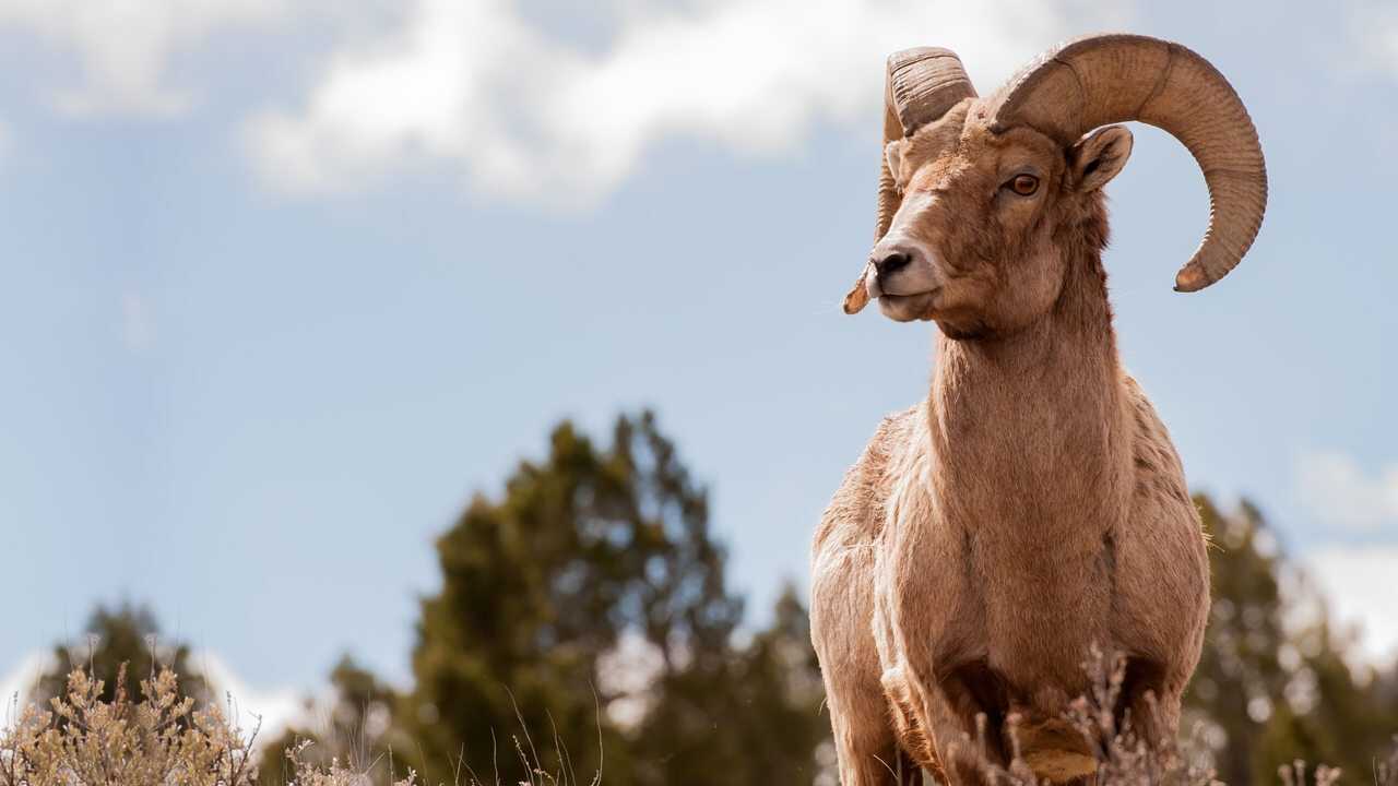 America's Greatest Animals 0