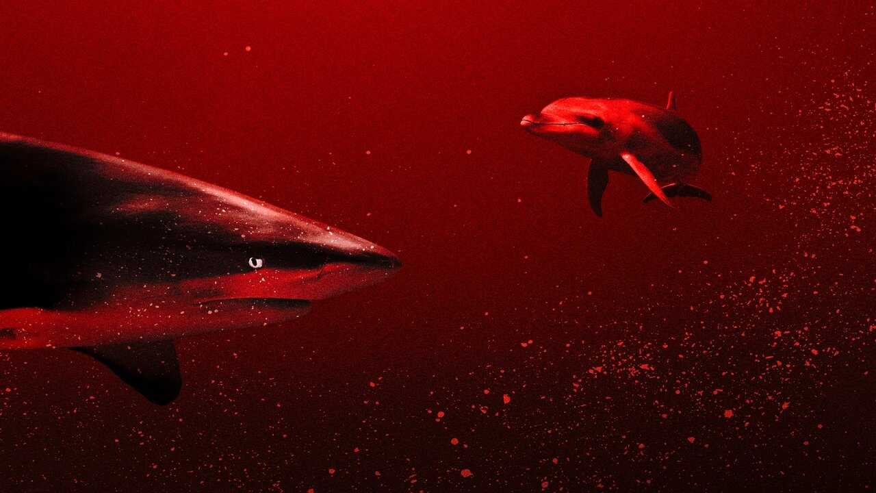 Sharks vs. Dolphins: Blood Battle 0