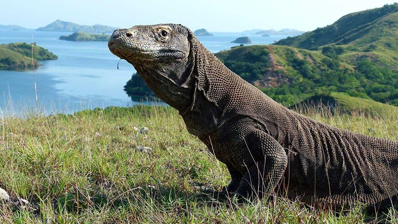 Dragon Island 0