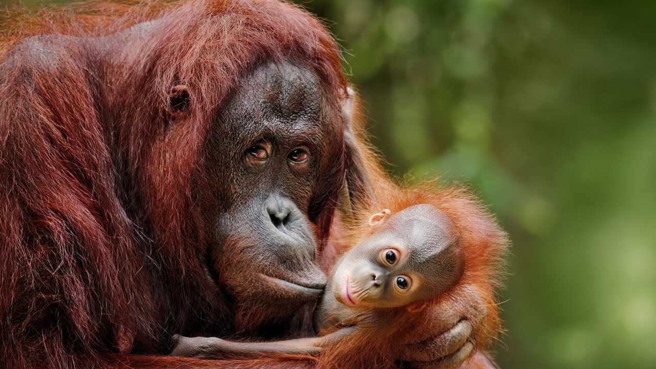 Escape from Extinction (2021) 0