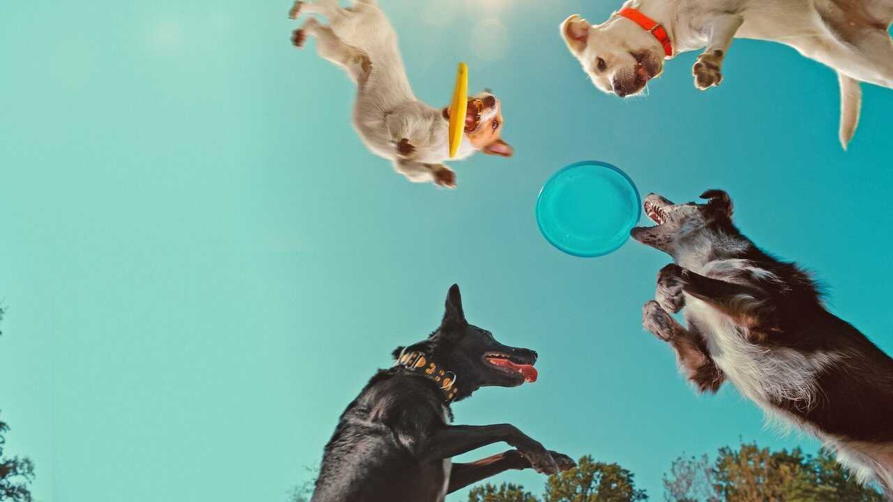 Inside the Mind of a Dog 0