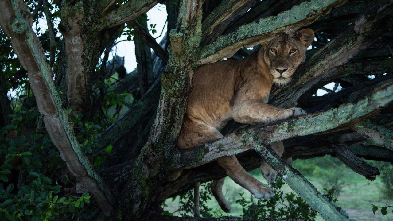 Tree Climbing Lions 0