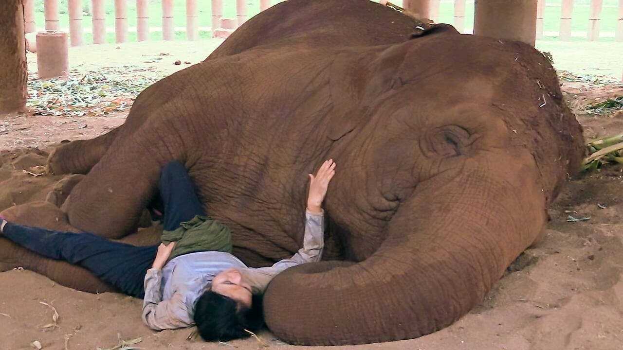 La femme qui murmurait à l'oreille des éléphants 0