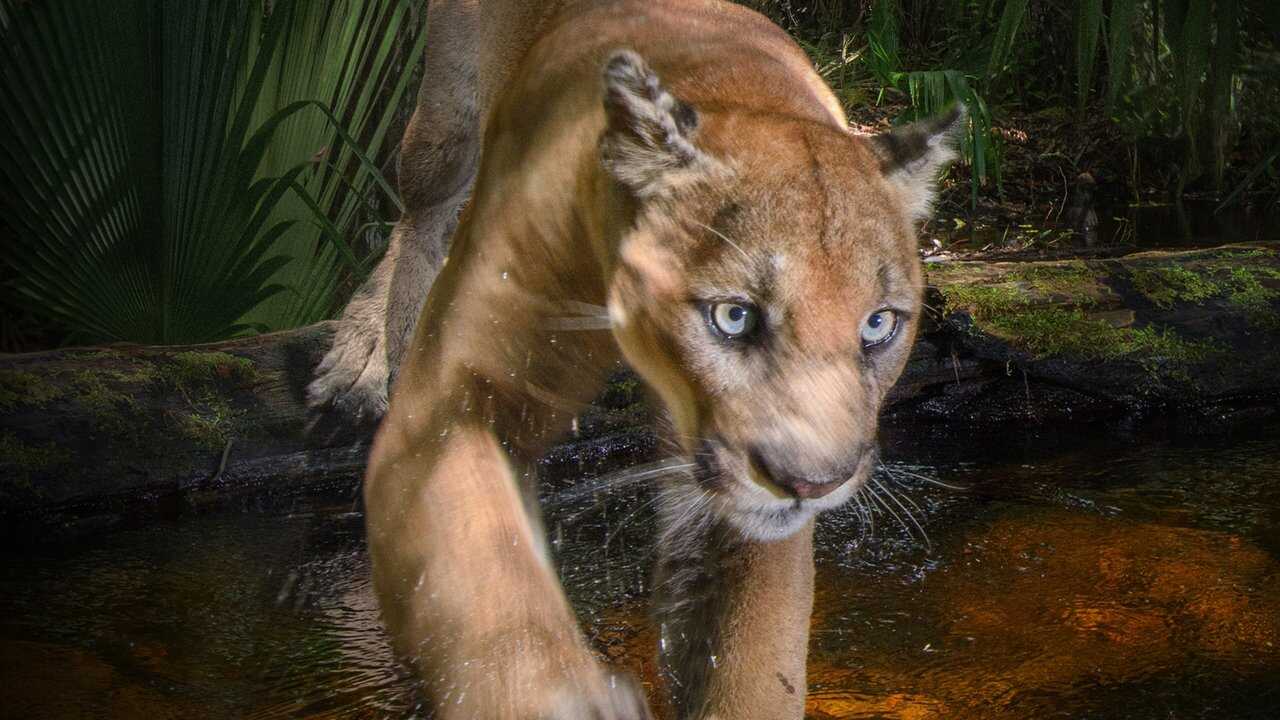Path of the Panther 0