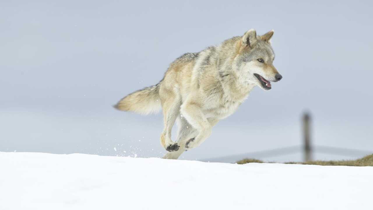L'Odyssée du loup (2019) 0