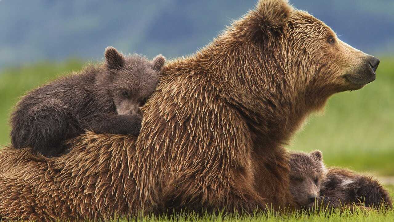 Bears 0