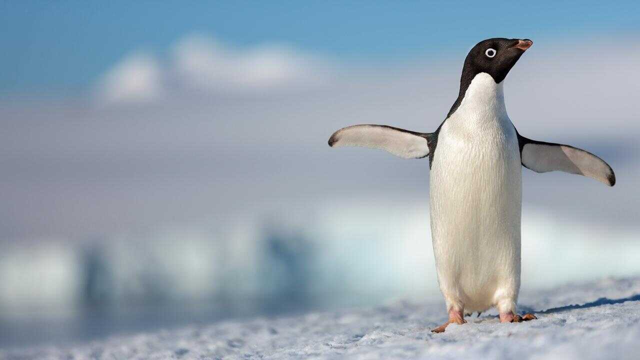 Penguins 0