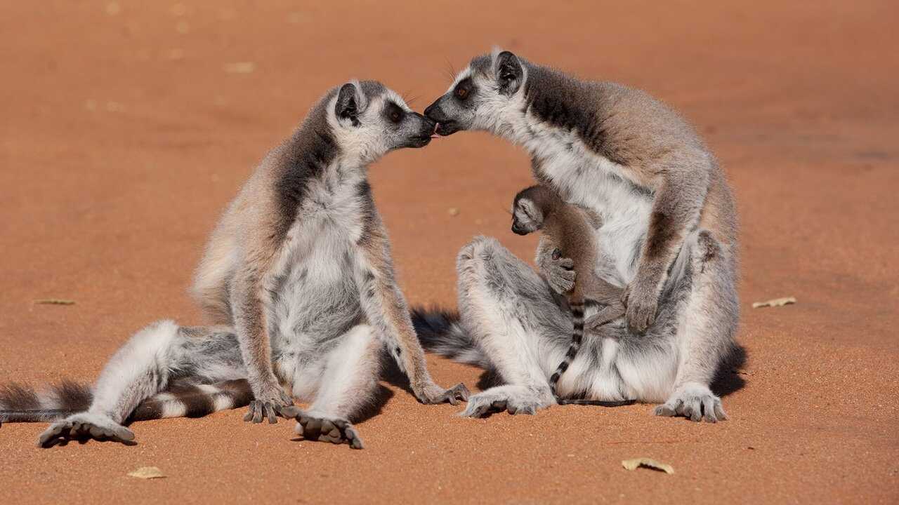 Island of Lemurs: Madagascar 0