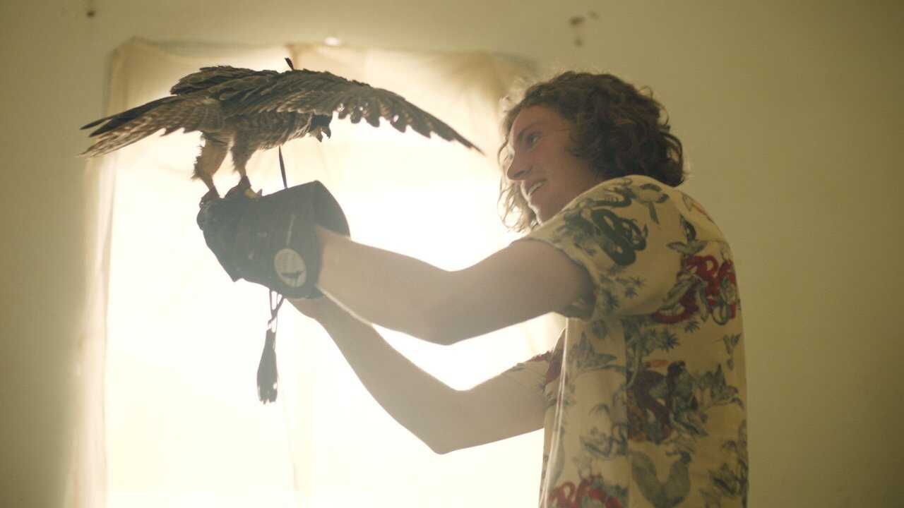 The Falconer 0