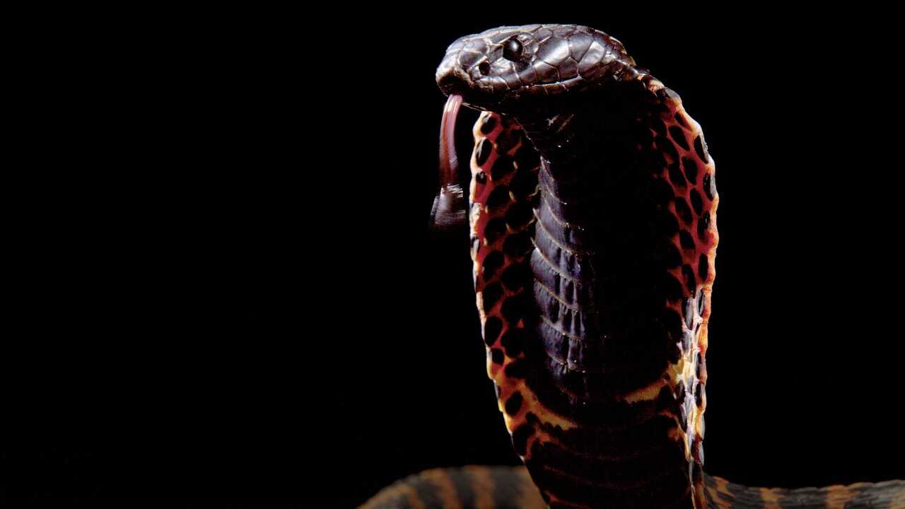 Cobra Mafia 0