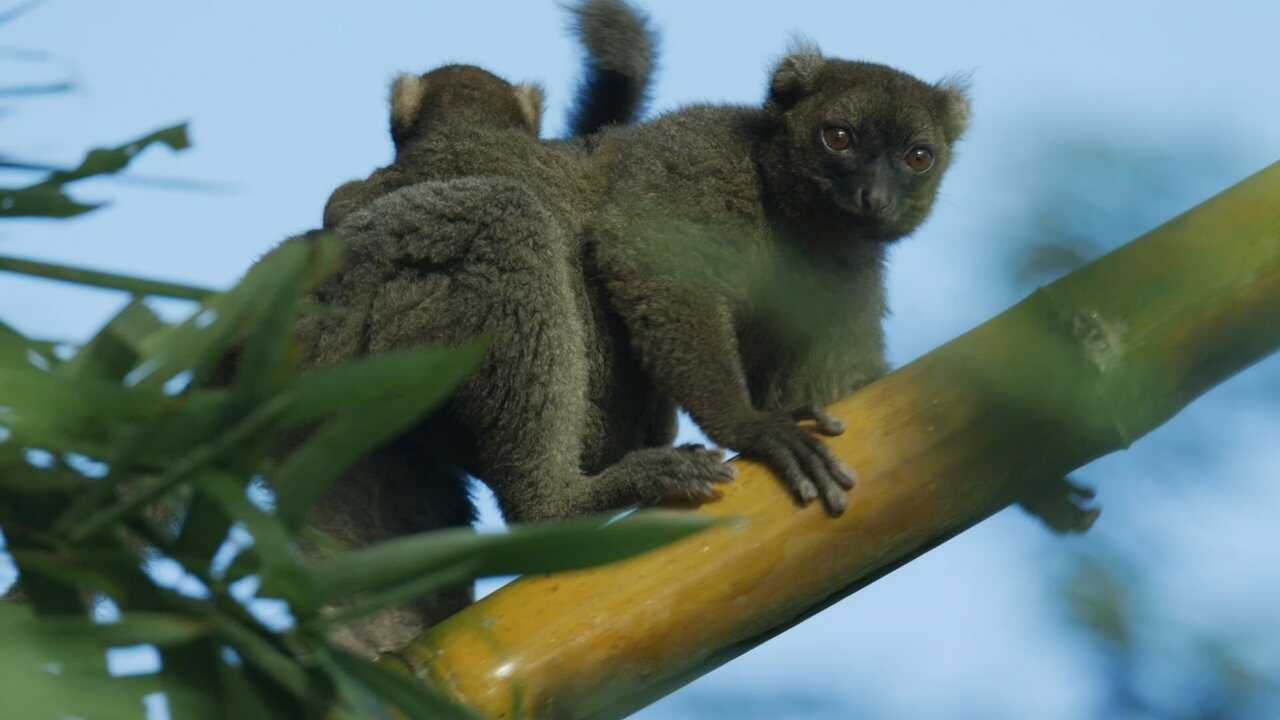Madagascar: Africa's Galapagos 0