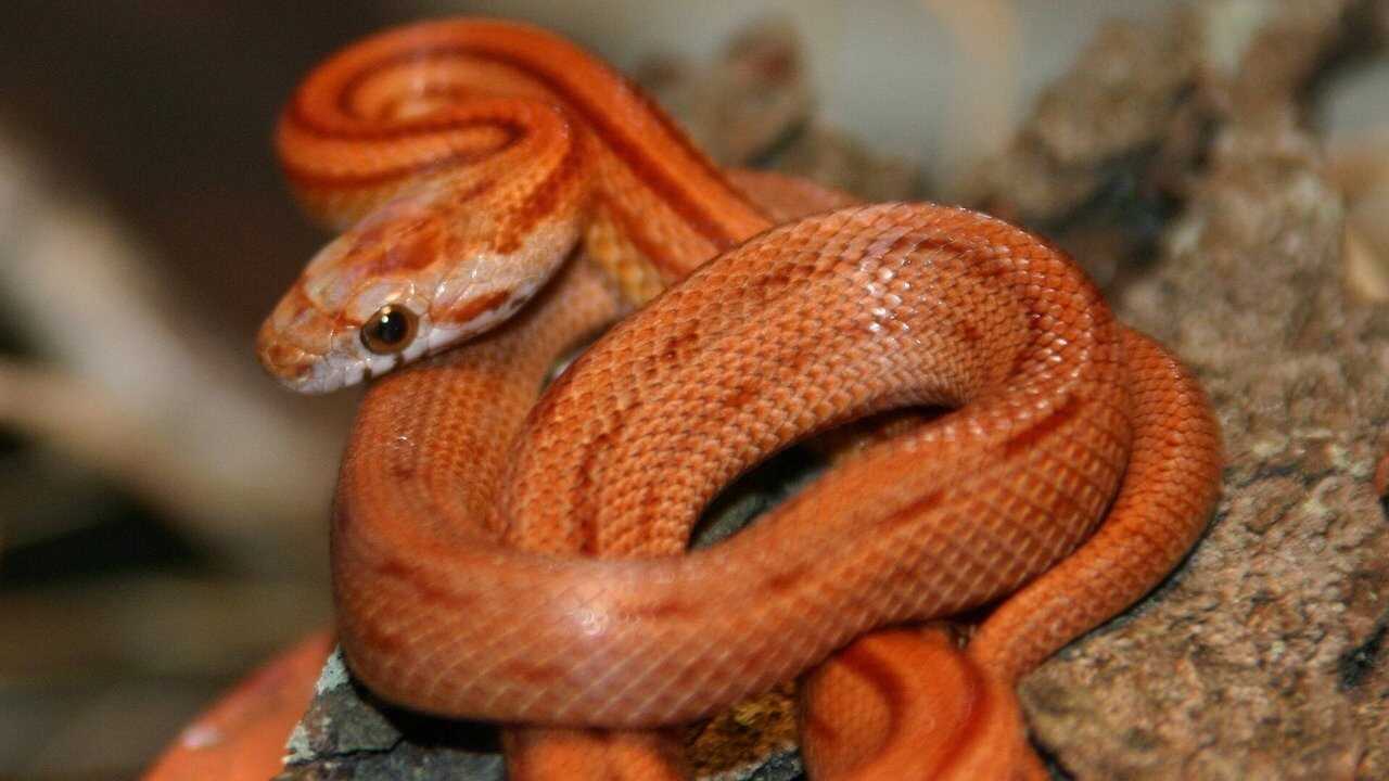 The Beauty of Snakes 0