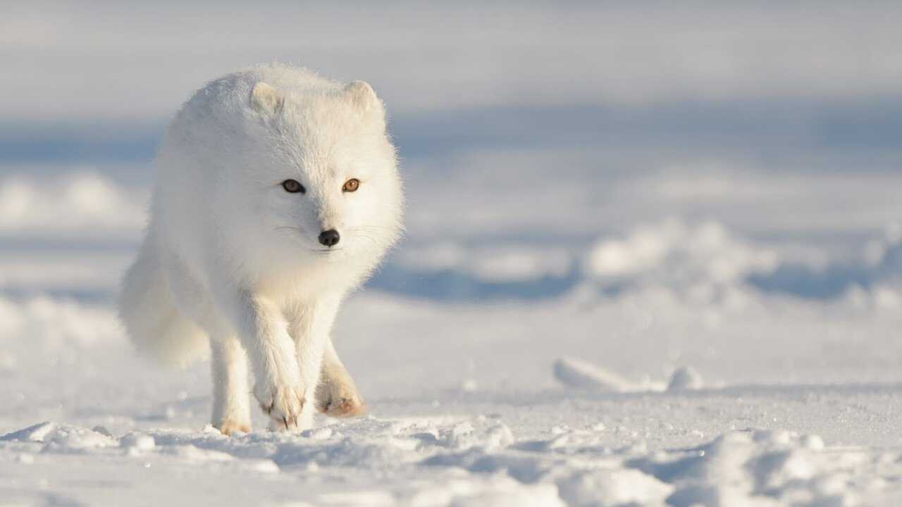 Strange Creatures of the Arctic 0