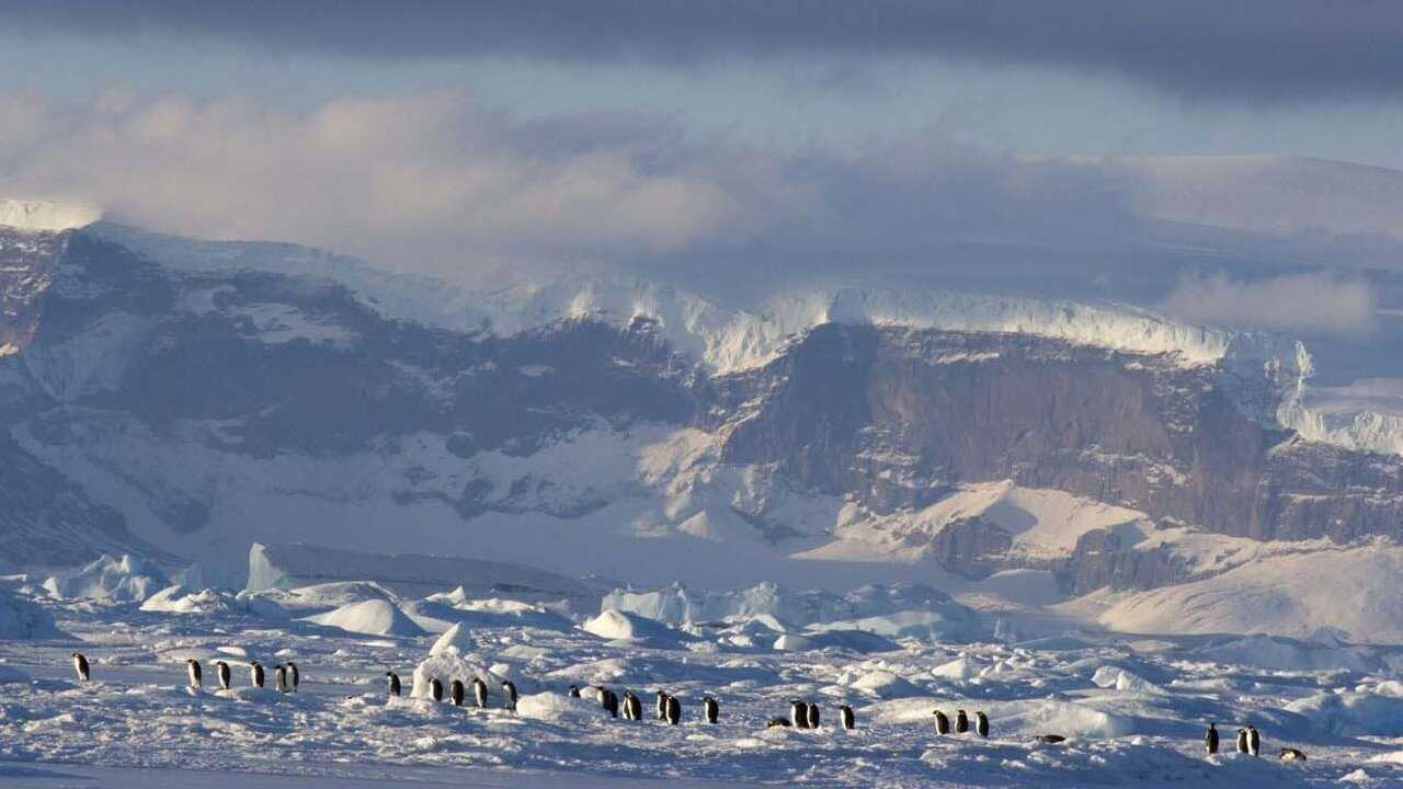 March of the Penguins 2: The Next Step 0