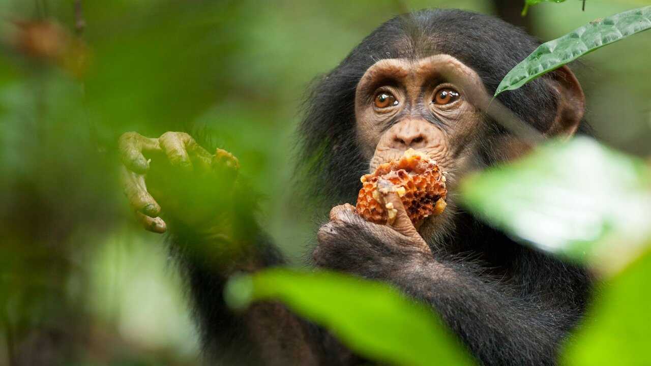 Chimpanzee 0
