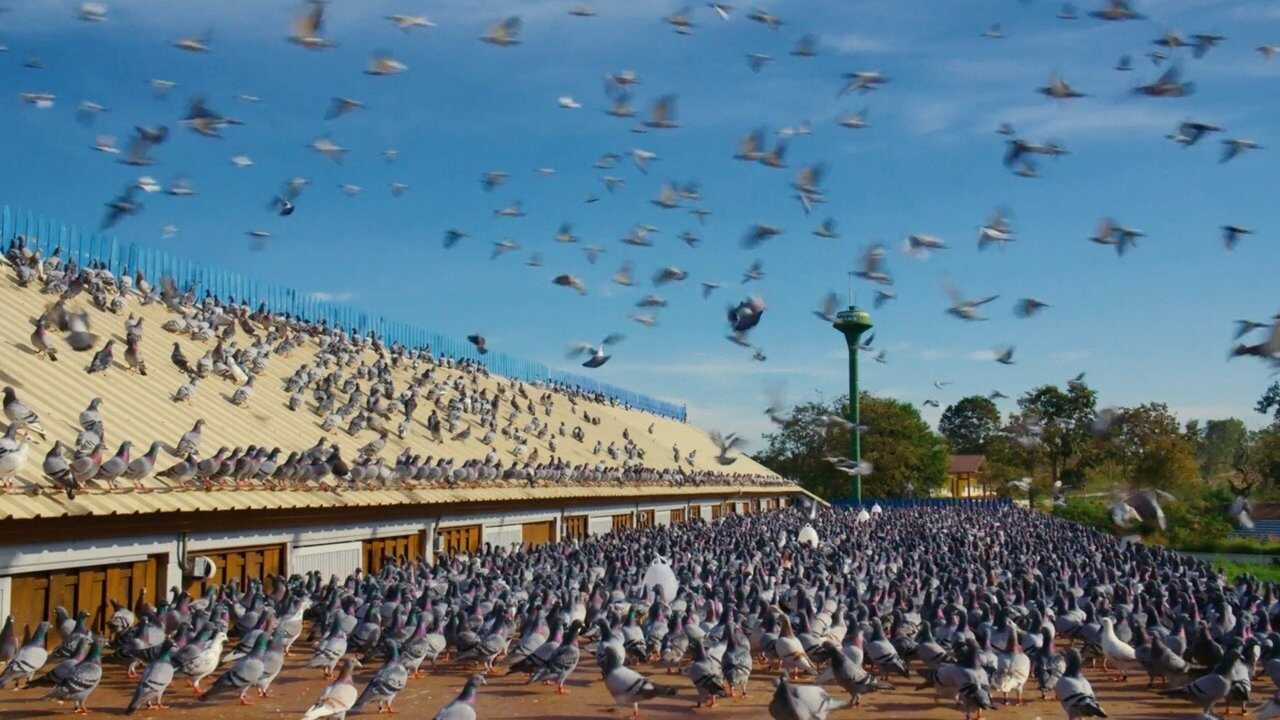 Million Dollar Pigeons 0
