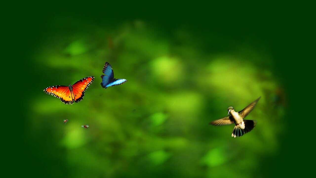 Wings of Life 0