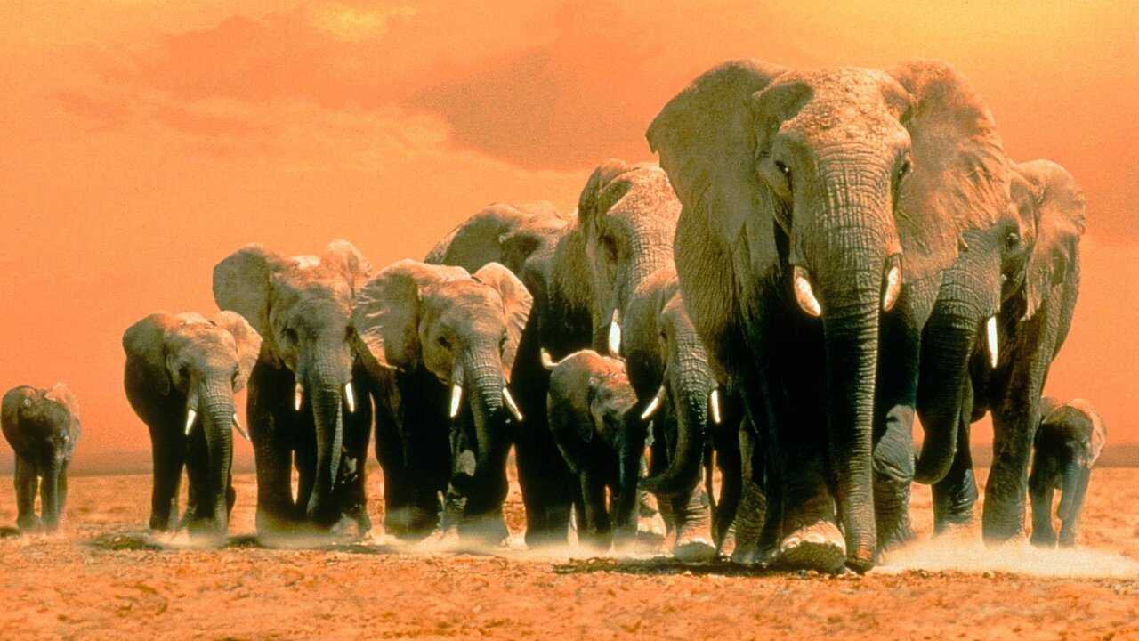 Africa's Elephant Kingdom 0