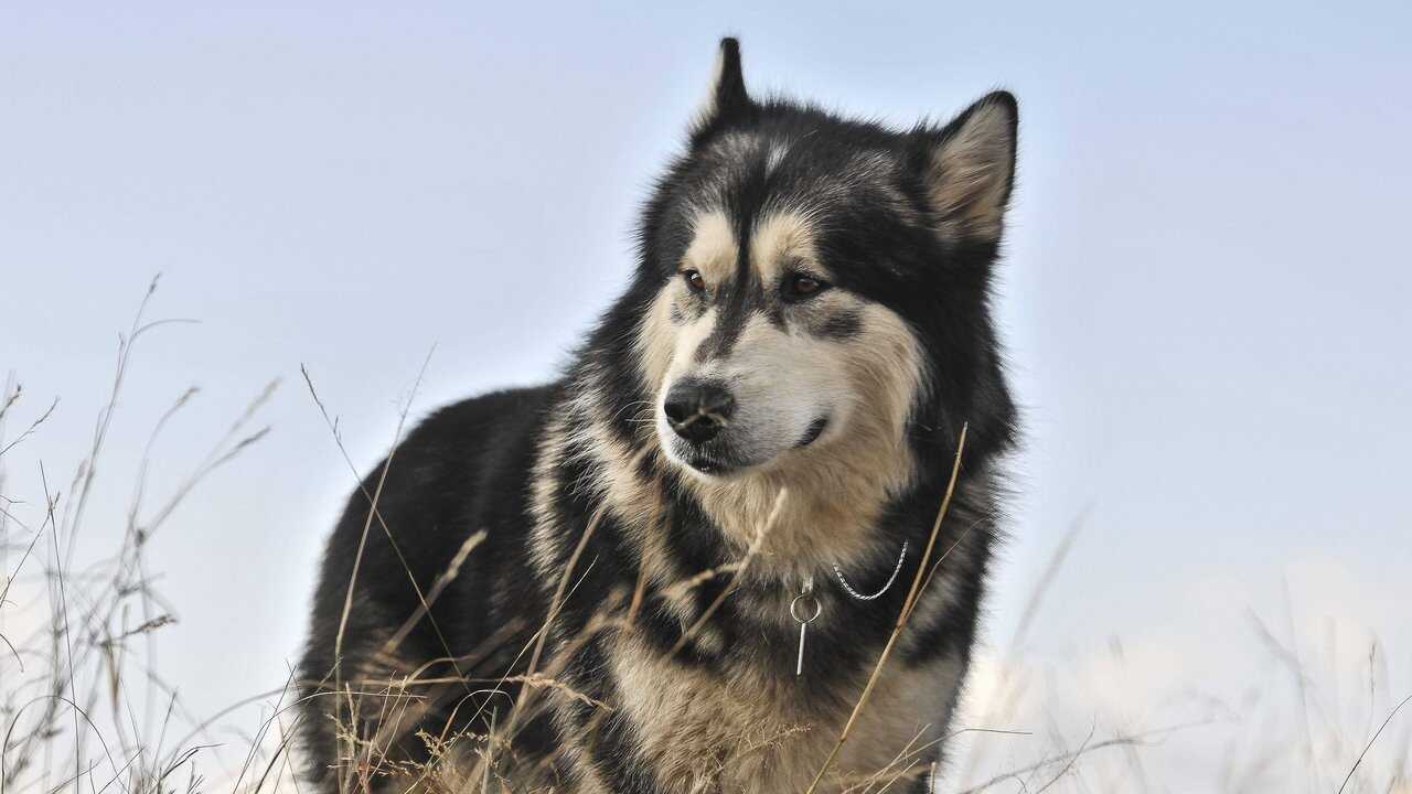 Against the Wild II: Survive the Serengeti (2016) 0