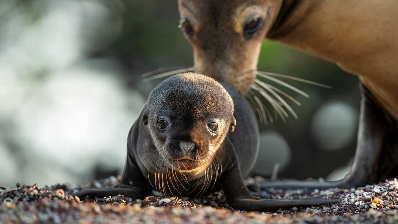 Sea Lions of the Galapagos (2025) 0