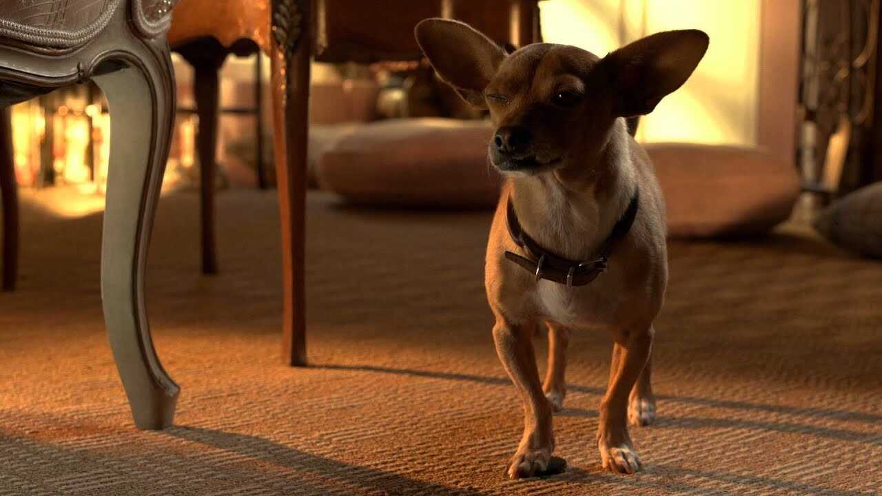 Beverly Hills Chihuahua 3: Viva la Fiesta! (2012) 0