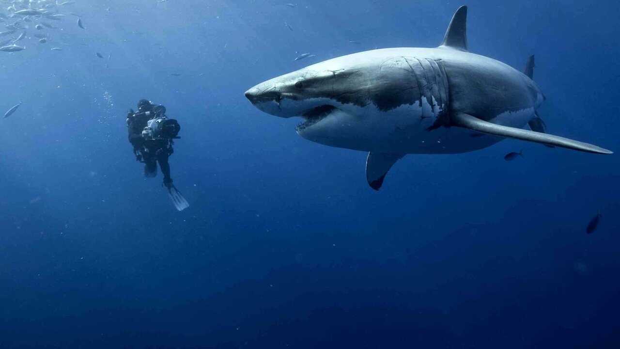 Oceans 0
