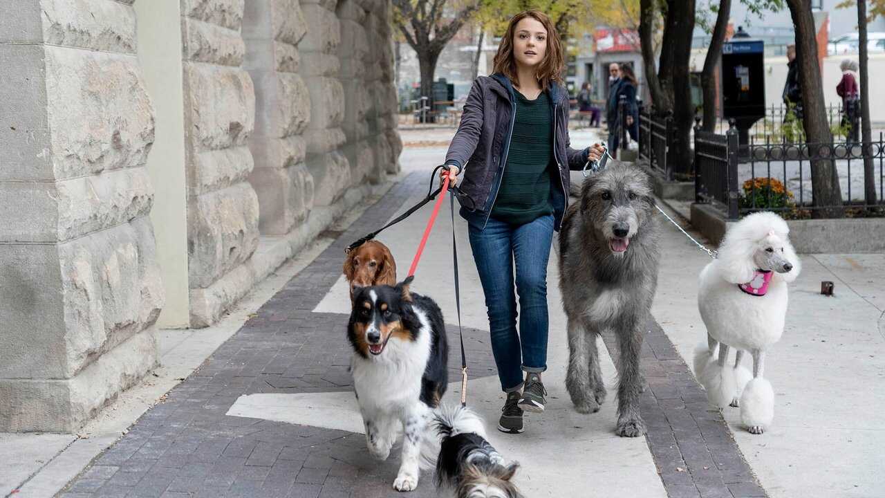 A Dog's Journey 0