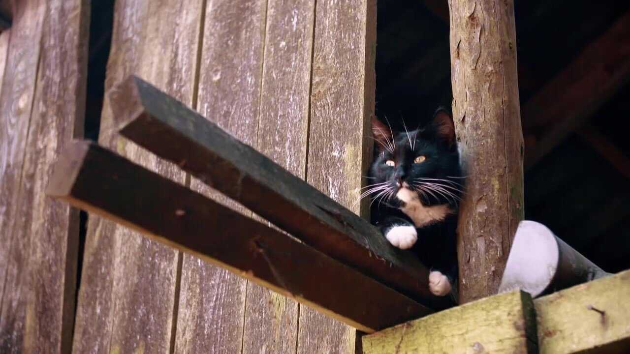 Das geheime Wesen der Katzen 0
