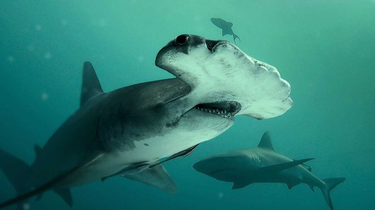 Bull Shark vs. Hammerhead 0