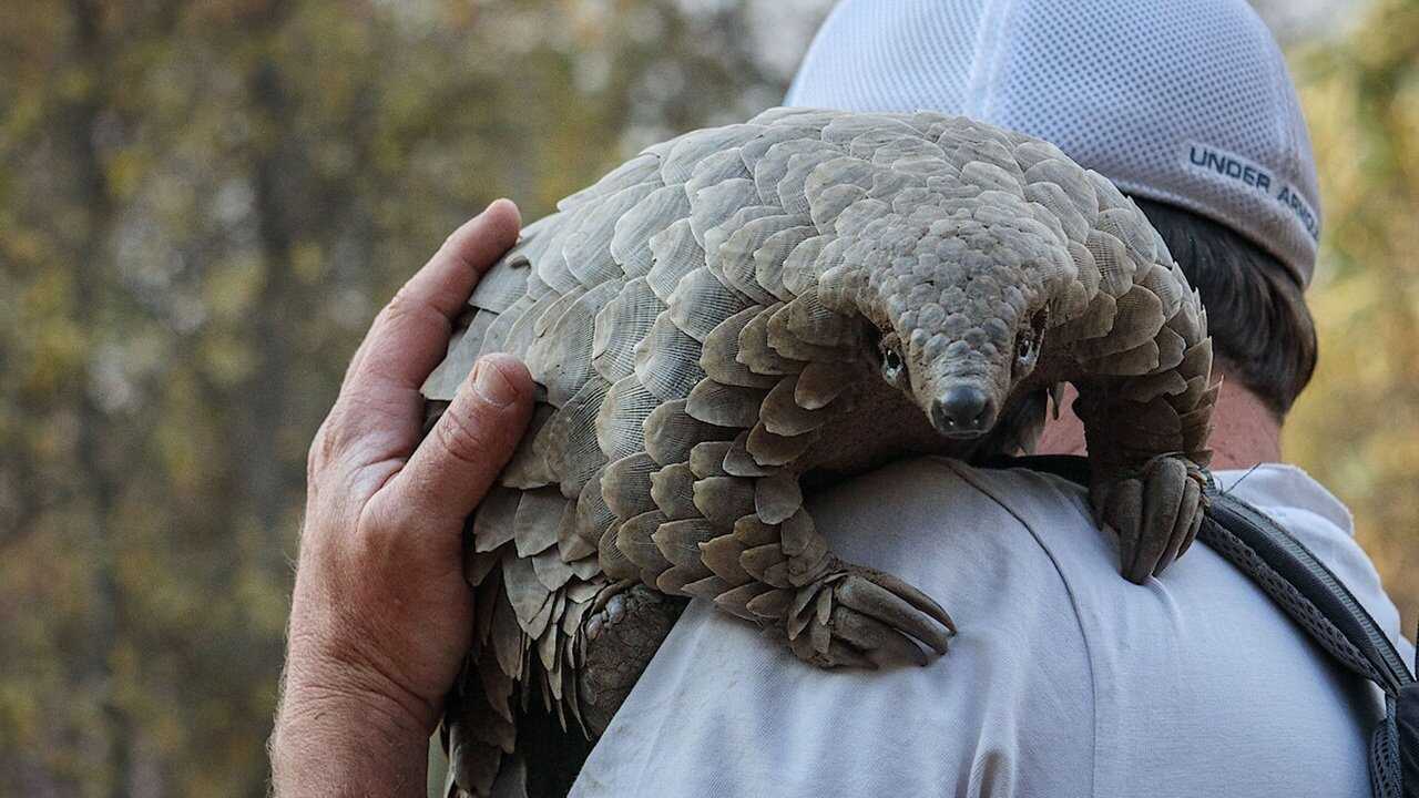Pangolin: Kulu's Journey 0
