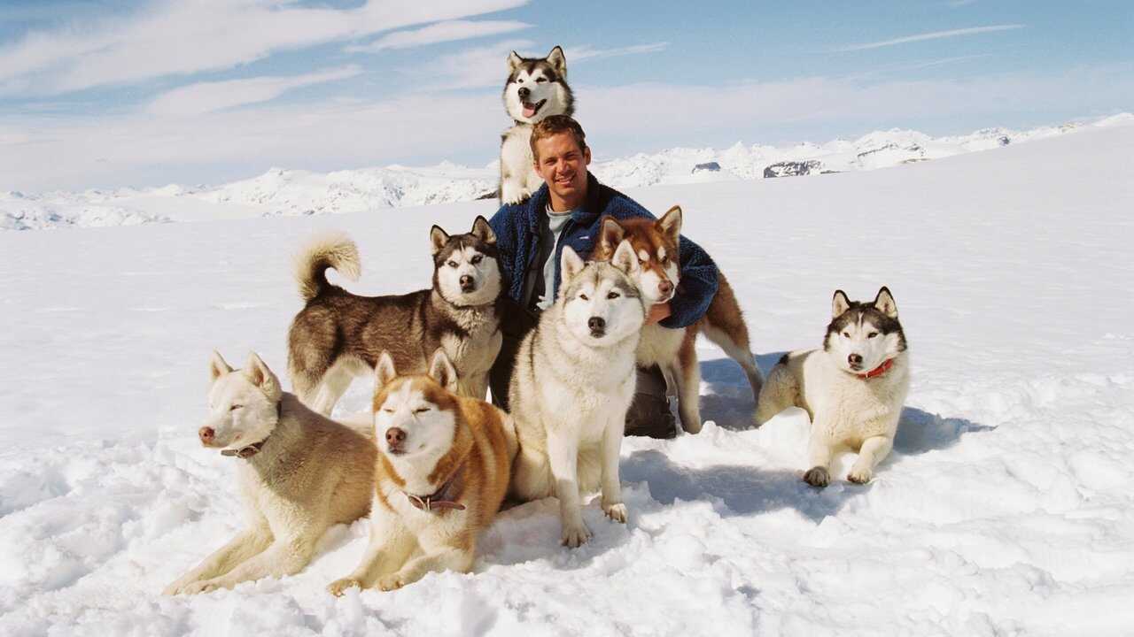 Eight Below (2006) 0