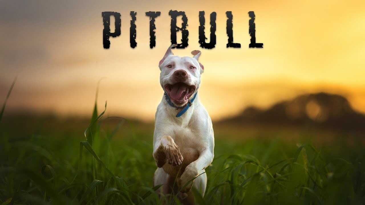 Pitbull (2018) 0