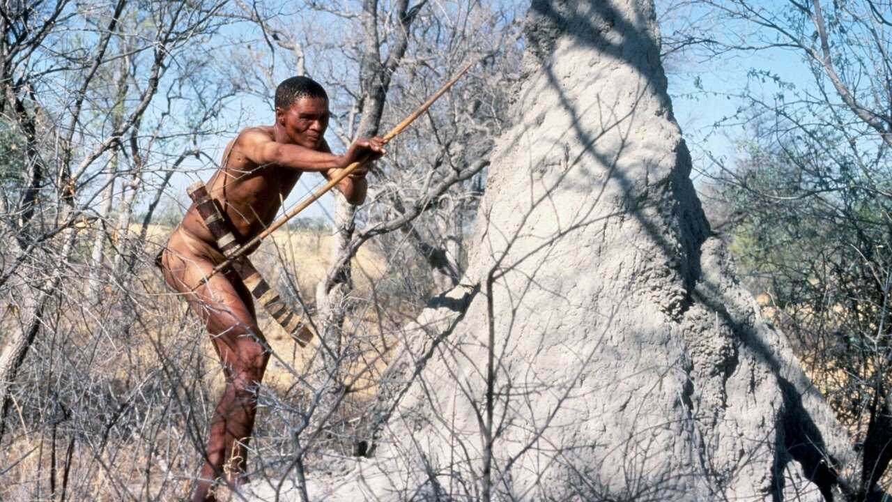 The Gods Must Be Crazy (1980) 0