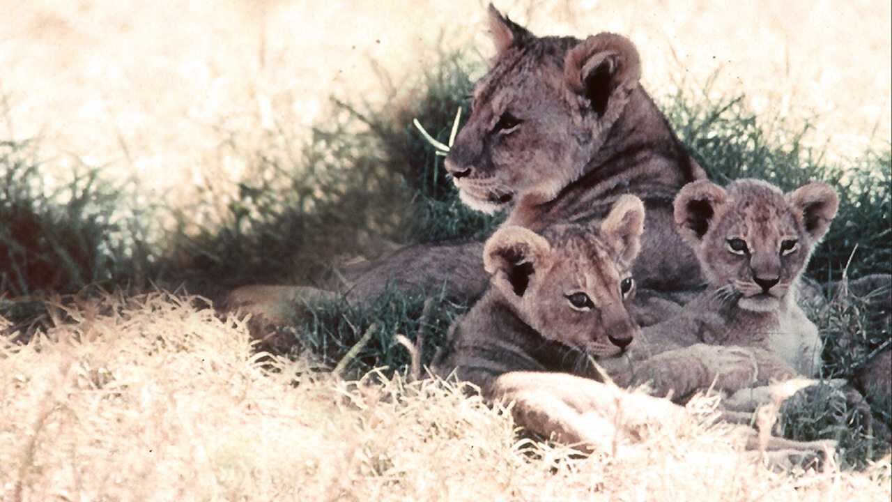 The African Lion 0