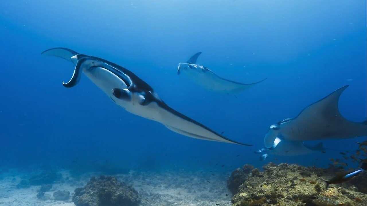 Planète Animale : Les jeux de l'amour 0