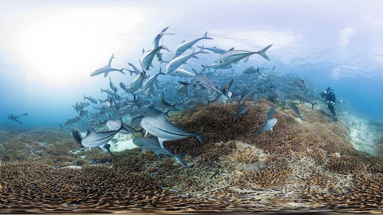 Chasing Coral 0