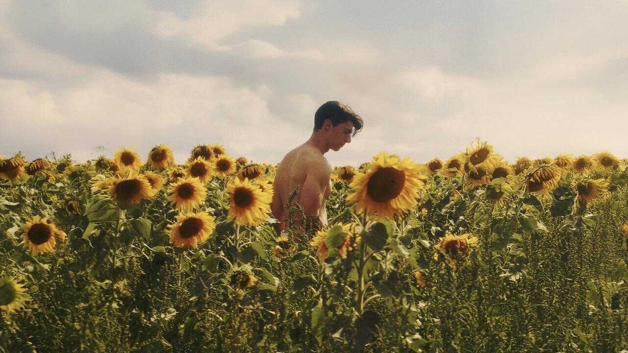 Sunflower (2024) 0