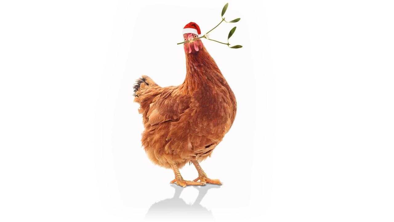Feather Christmas 0