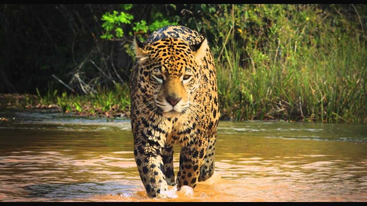 Colombia: Wild Magic 0