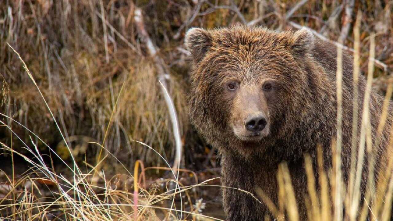 Yukon's Wild Grizzlies 0