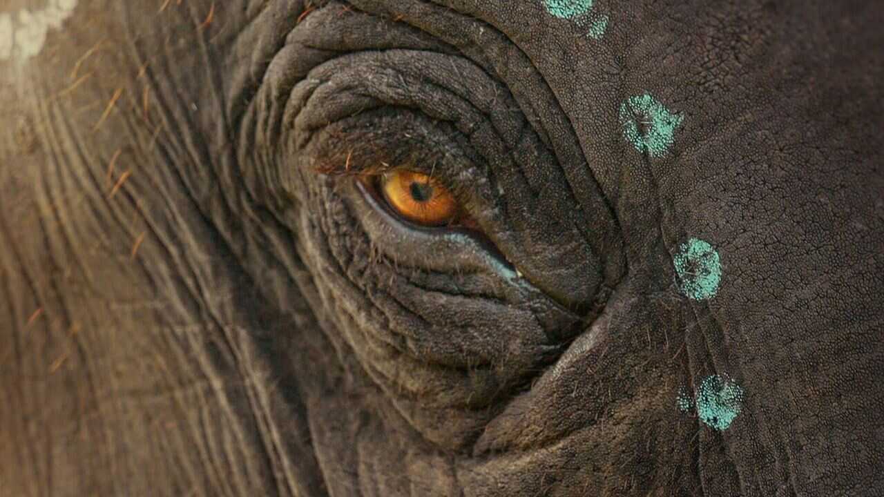The Elephant Whisperers 0