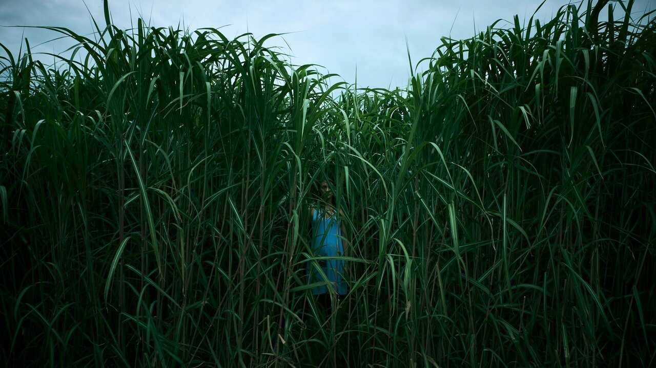 En la hierba alta (2019) 0