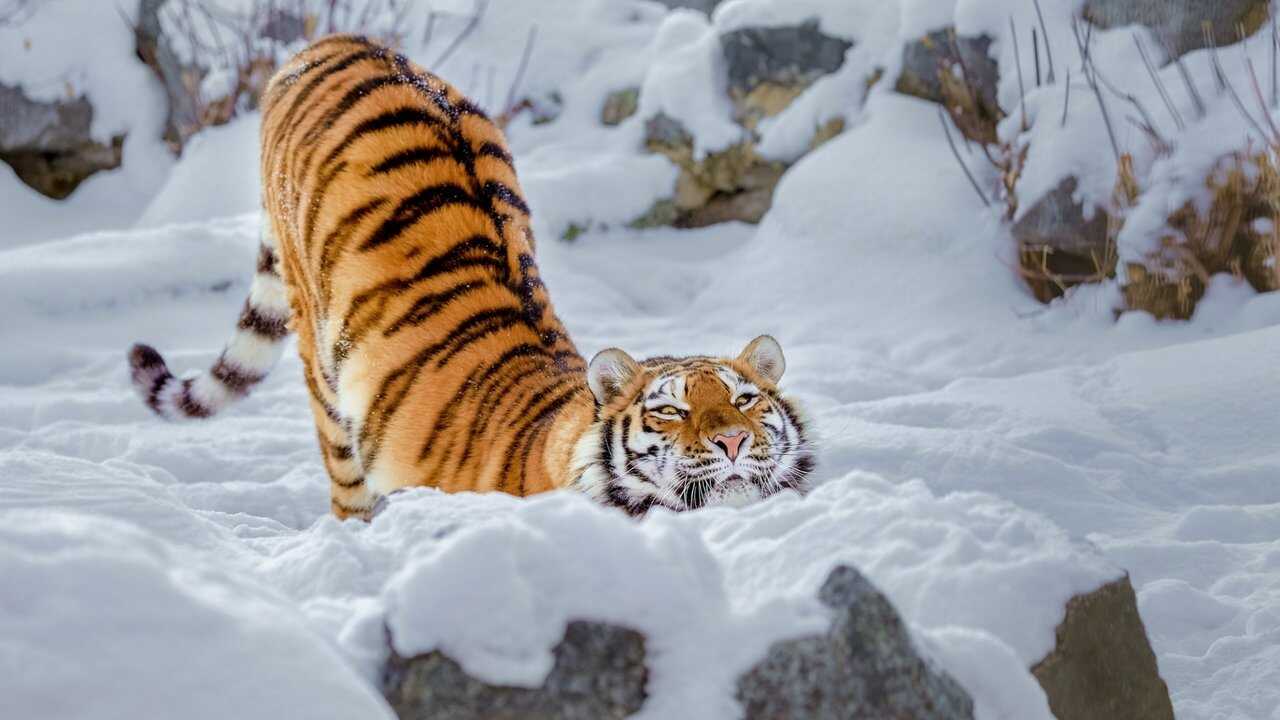 Le grand retour du tigre de Sibérie 0
