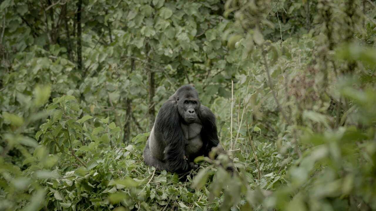 Silverback (2024) 0