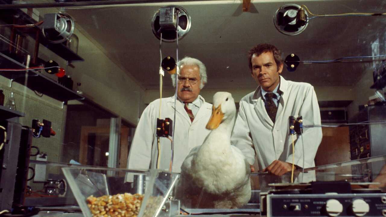 The Million Dollar Duck 0