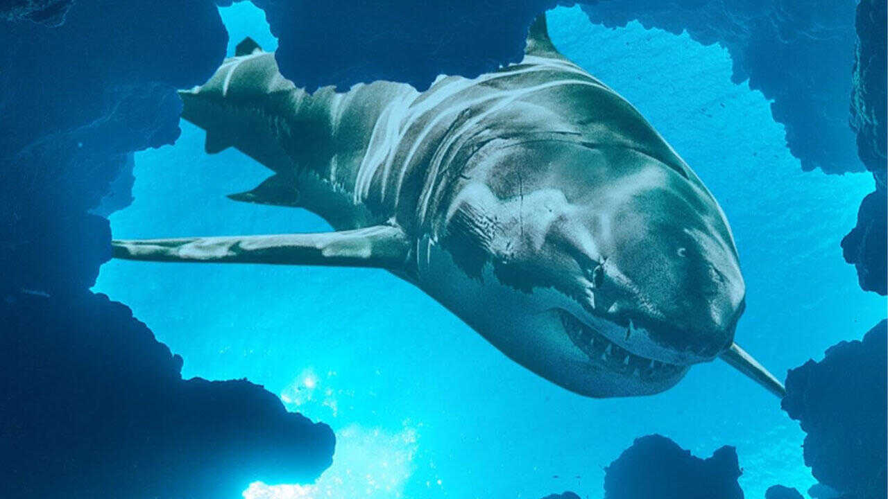 Jaws vs the Blob (2022) 0