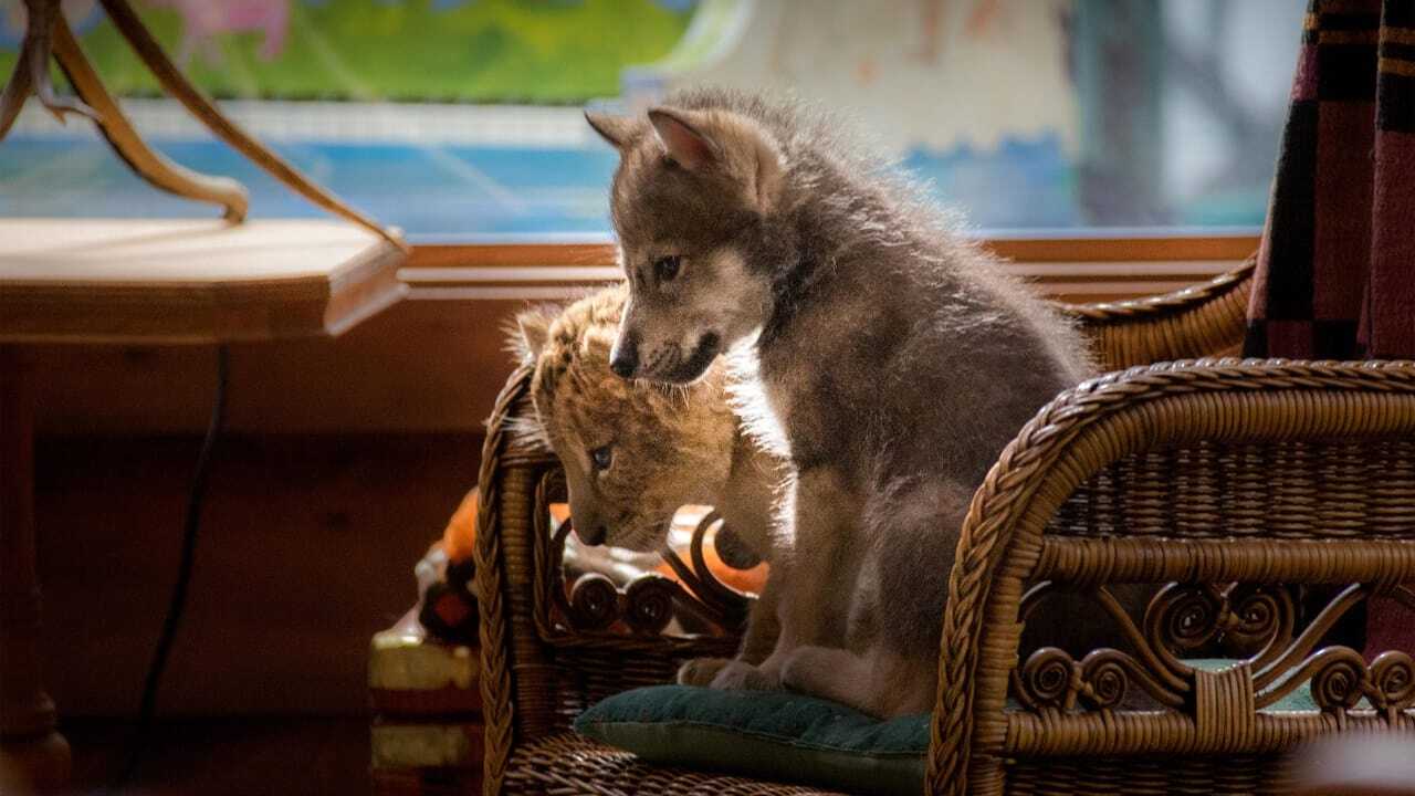 Le loup et le lion 0