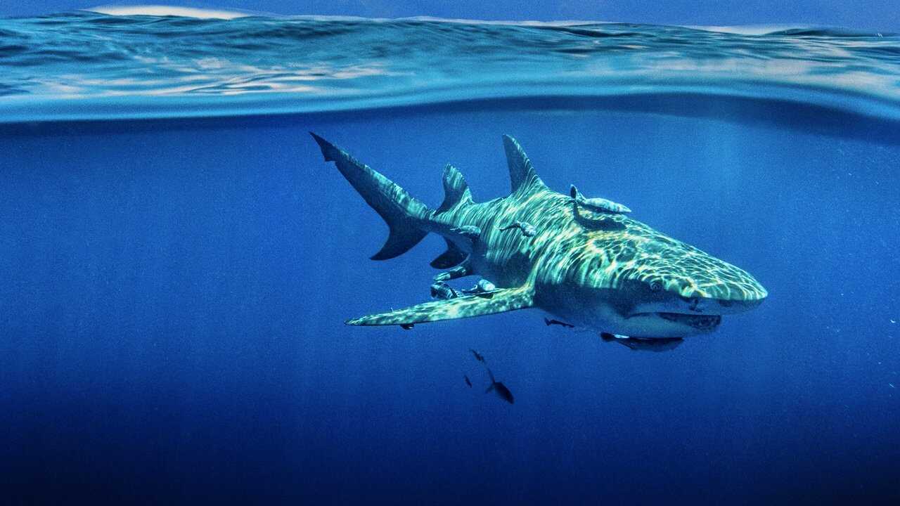 Sky Sharks 0